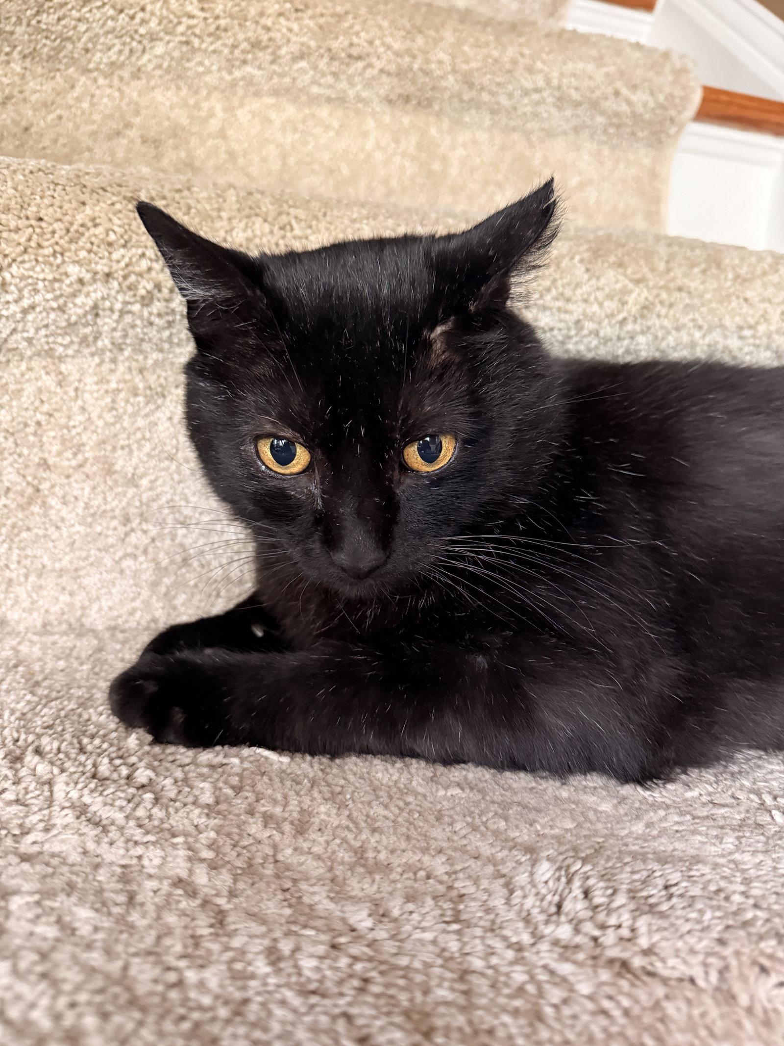 Blackberry, a Adoptable Domestic Short Hair in Herndon, VA image 3/3