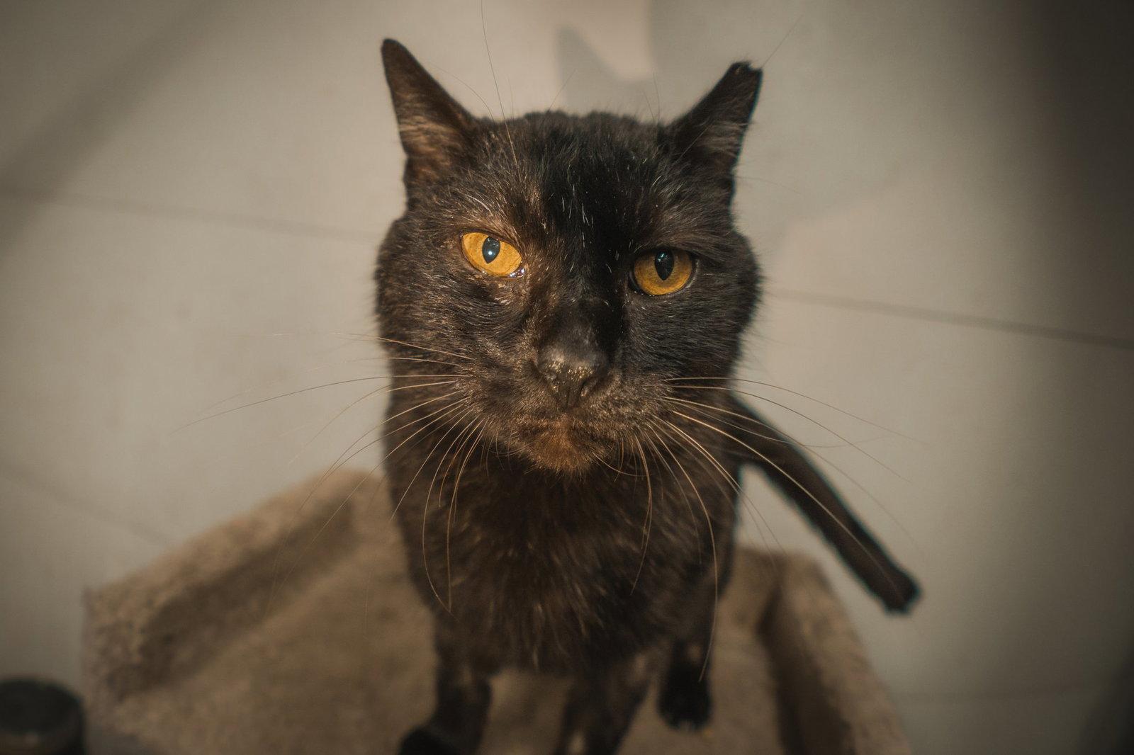 Enlarge Blackberry, a Adoptable Domestic Short Hair in Herndon, VA image 2/3