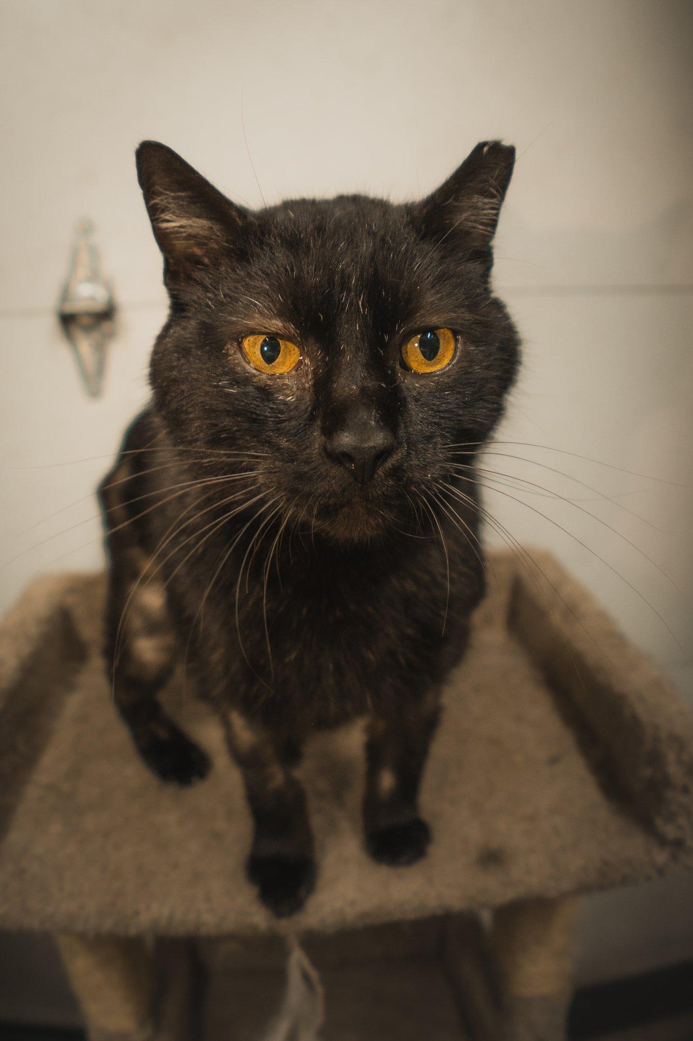 Enlarge Blackberry, a Adoptable Domestic Short Hair in Herndon, VA image 3/3