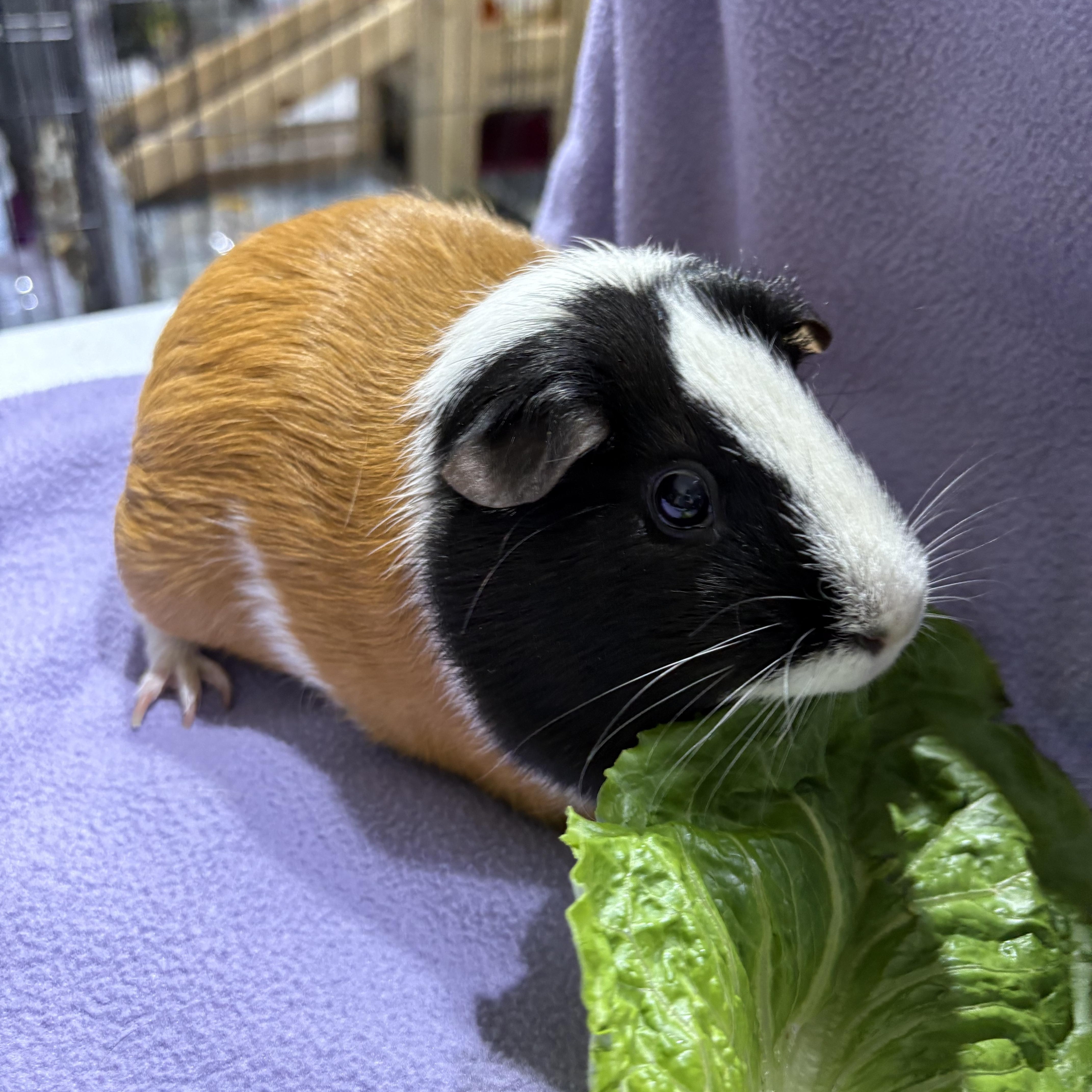 Enlarge Annie , a ADOPTABLE Guinea Pig in Howell, NJ image 2/2