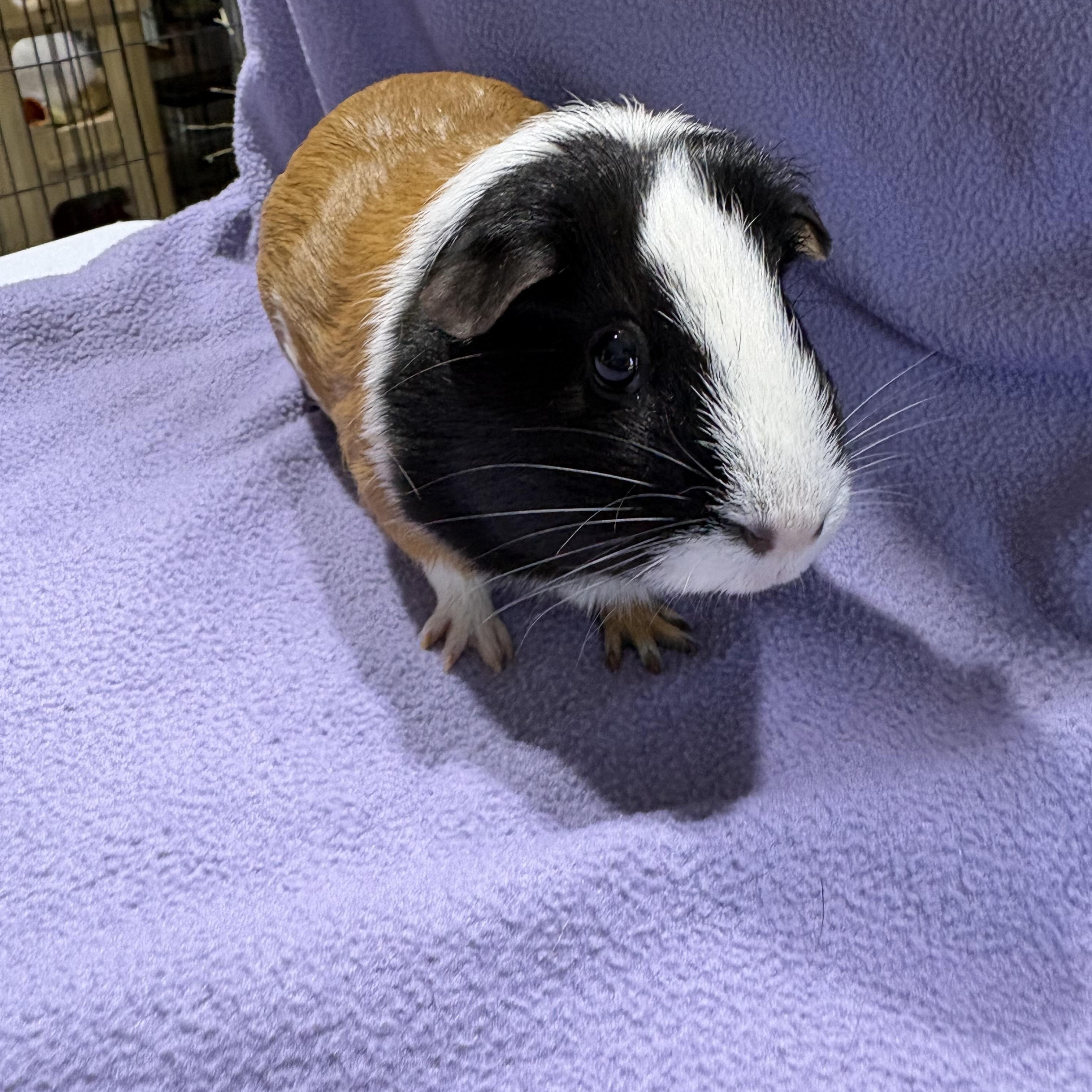 Enlarge Annie , a ADOPTABLE Guinea Pig in Howell, NJ image 1/2