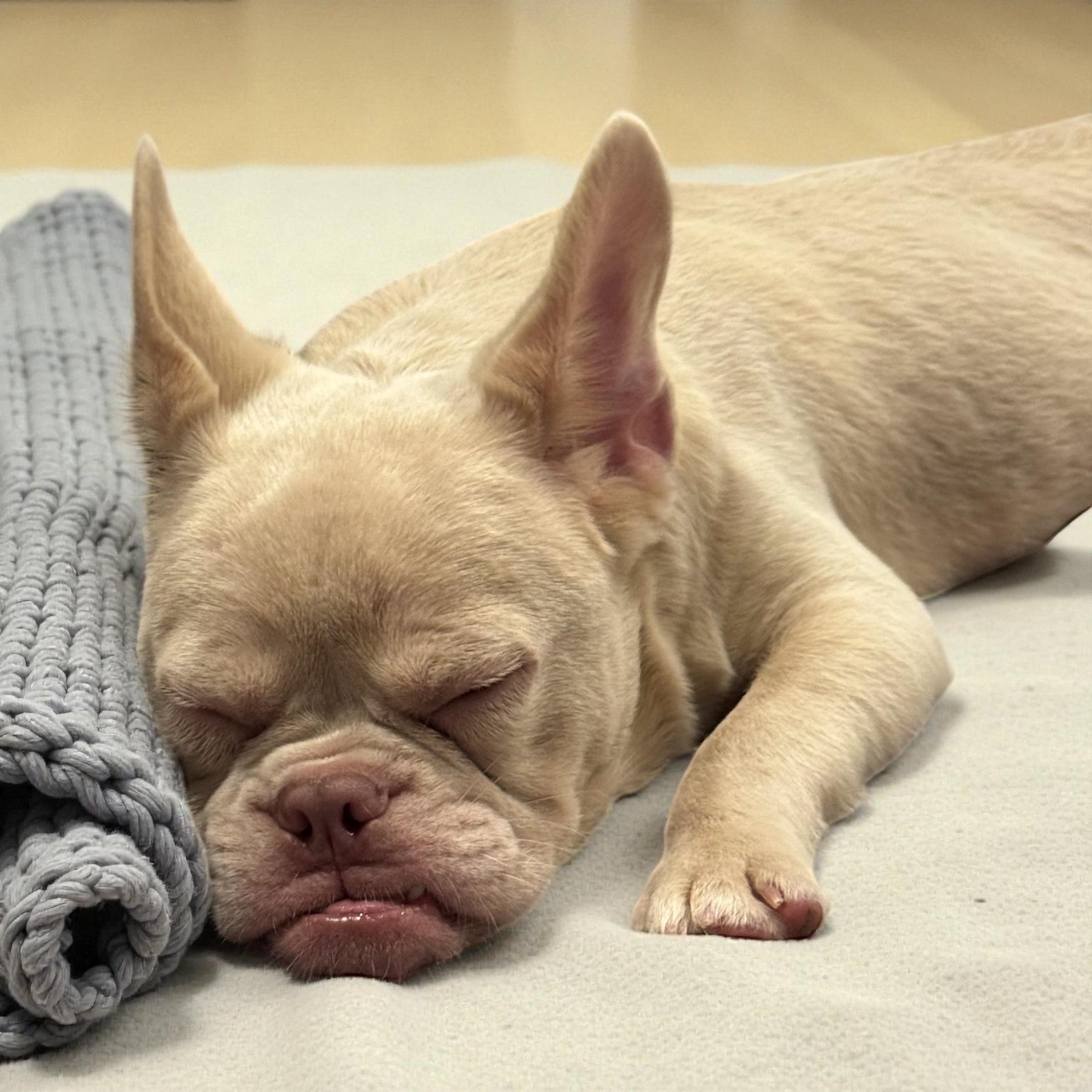 Enlarge Casper, a Adopted French Bulldog in Pompano Beach, FL image 2/6