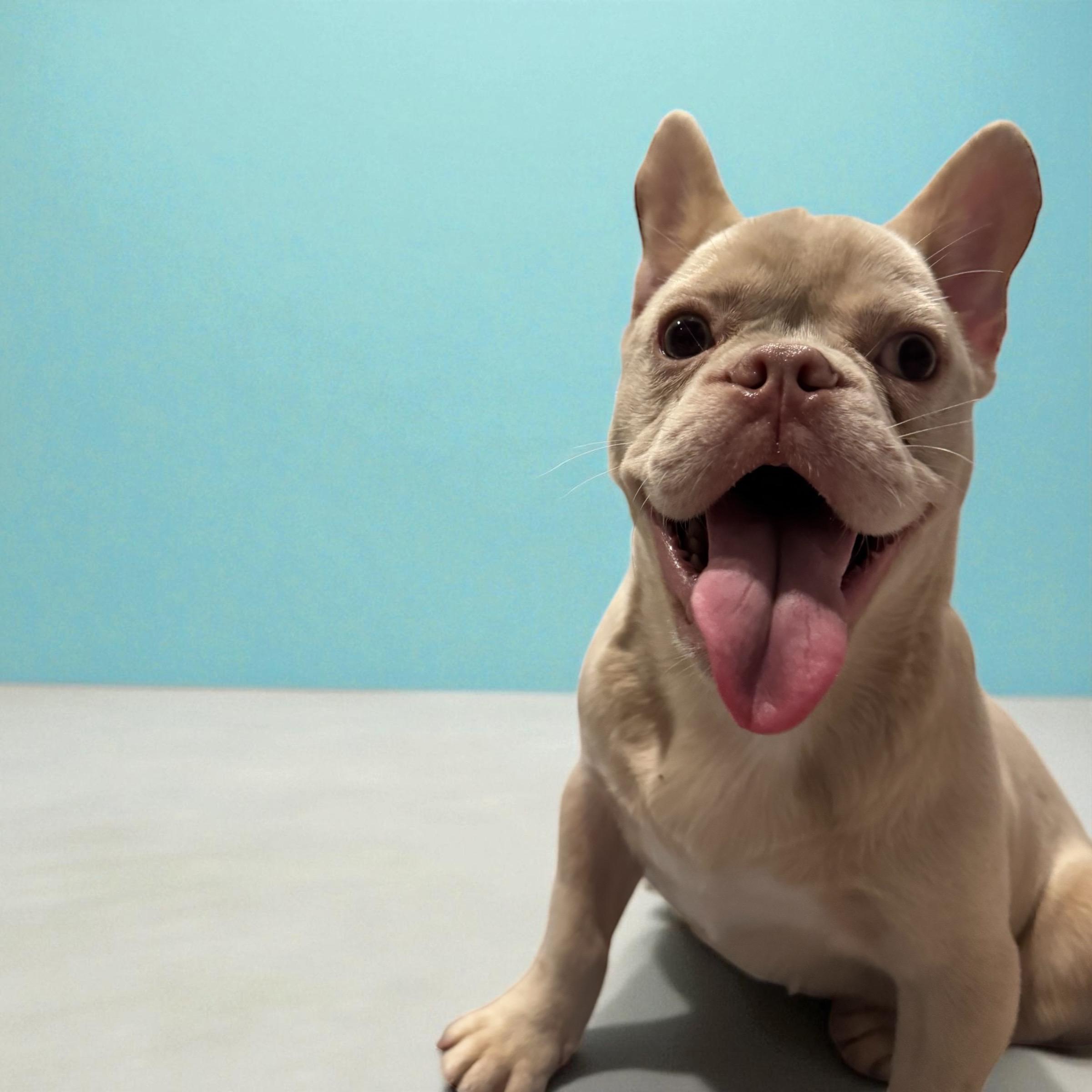 Enlarge Casper, a Adopted French Bulldog in Pompano Beach, FL image 3/6