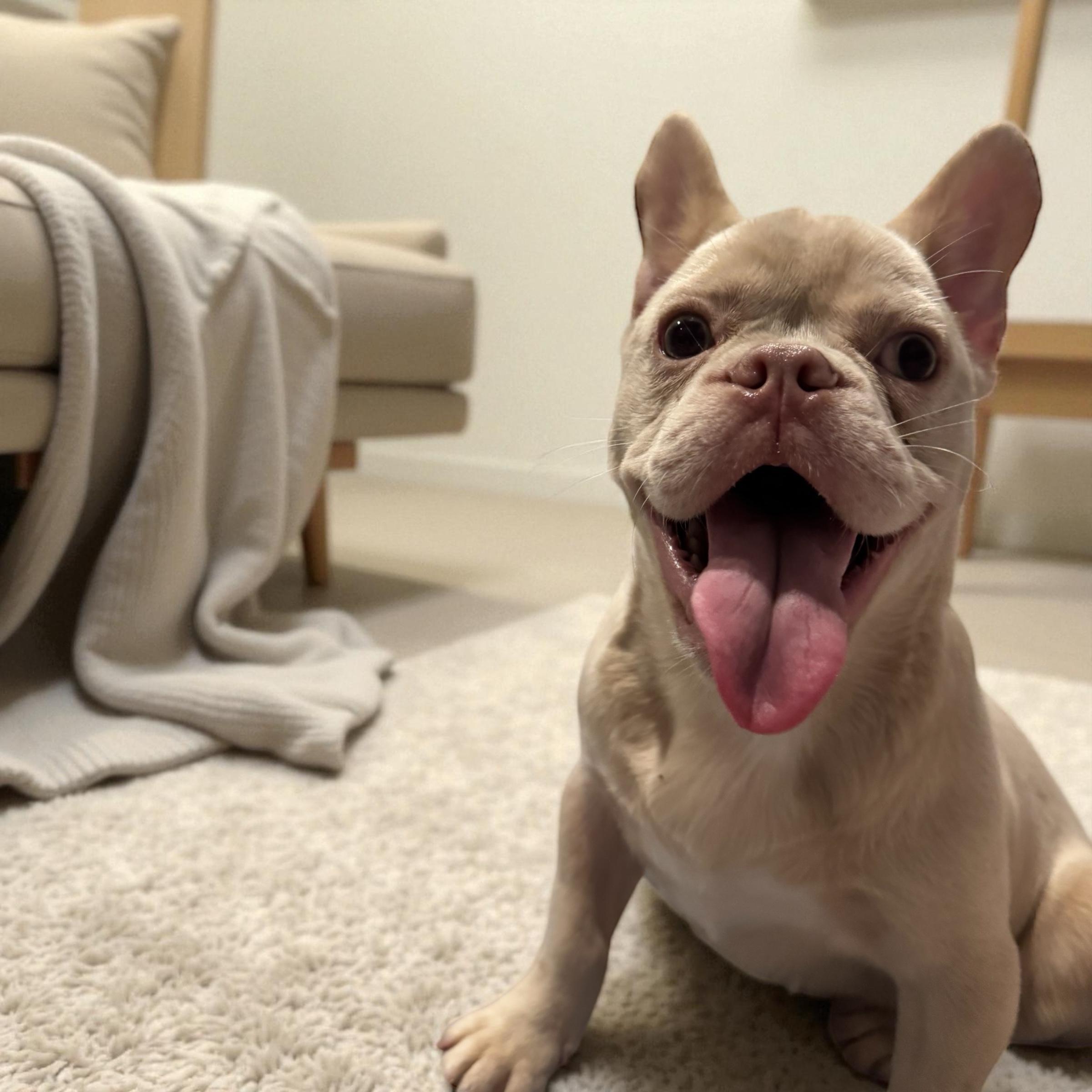 Enlarge Casper, a Adopted French Bulldog in Pompano Beach, FL image 1/6