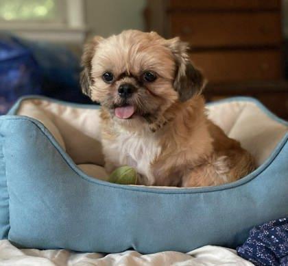 Tucker, Adoptable, Adult Male Shih Tzu.