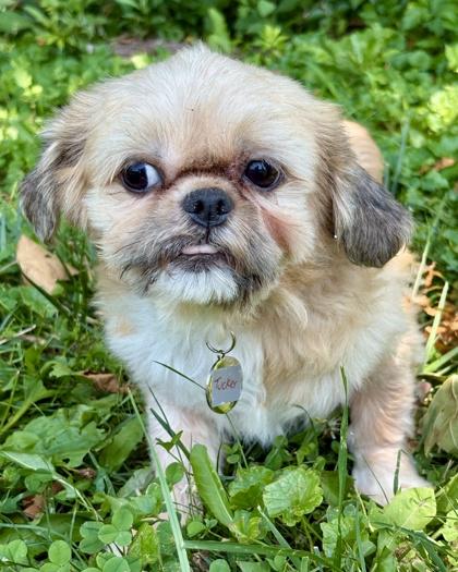 Tucker, a Adoptable Shih Tzu in Malvern, PA image 2/3