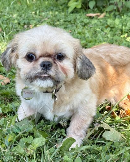 Tucker, a Adoptable Shih Tzu in Malvern, PA image 3/3