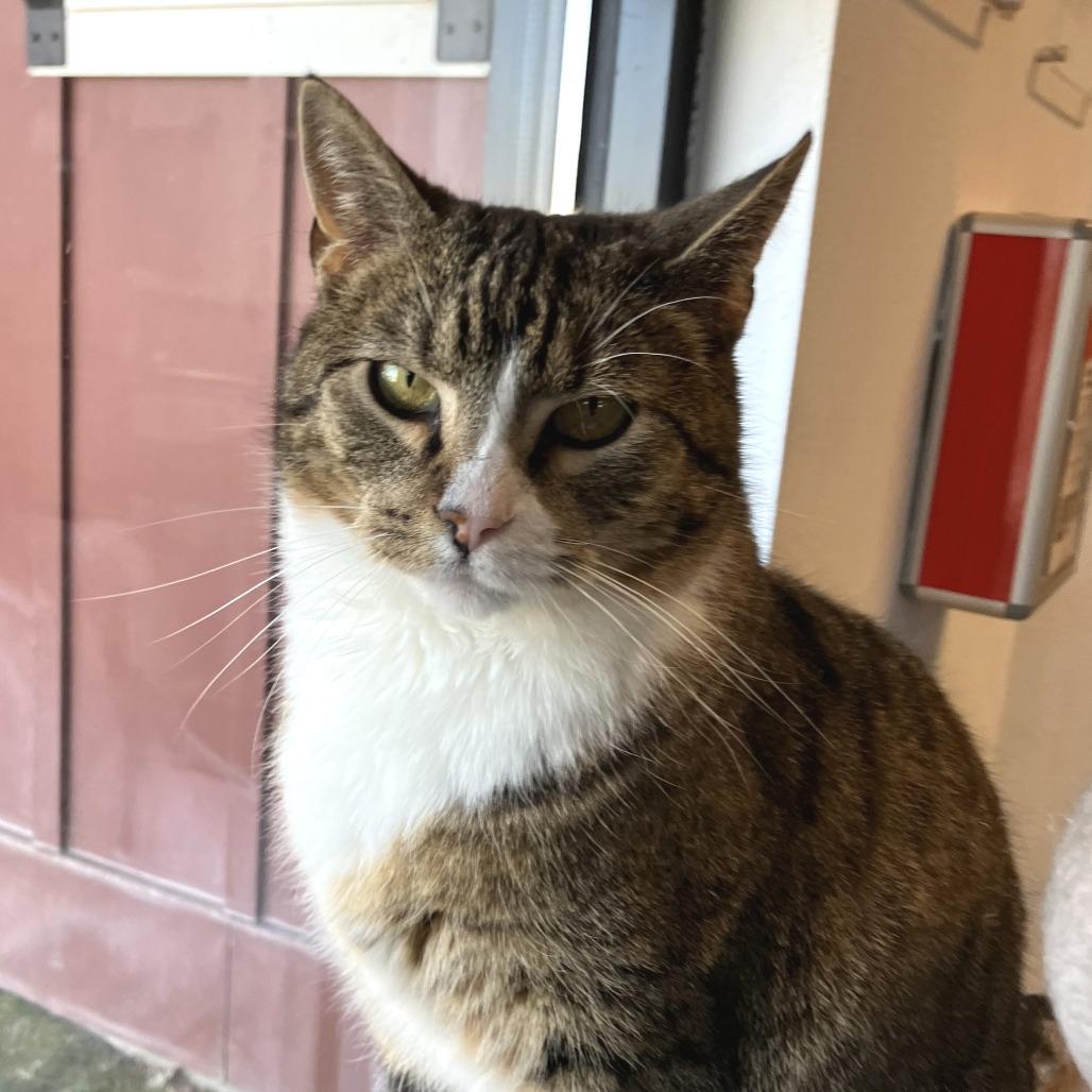 Mr.Socks, a Adoptable Domestic Short Hair in Idaho Falls, ID image 1/3