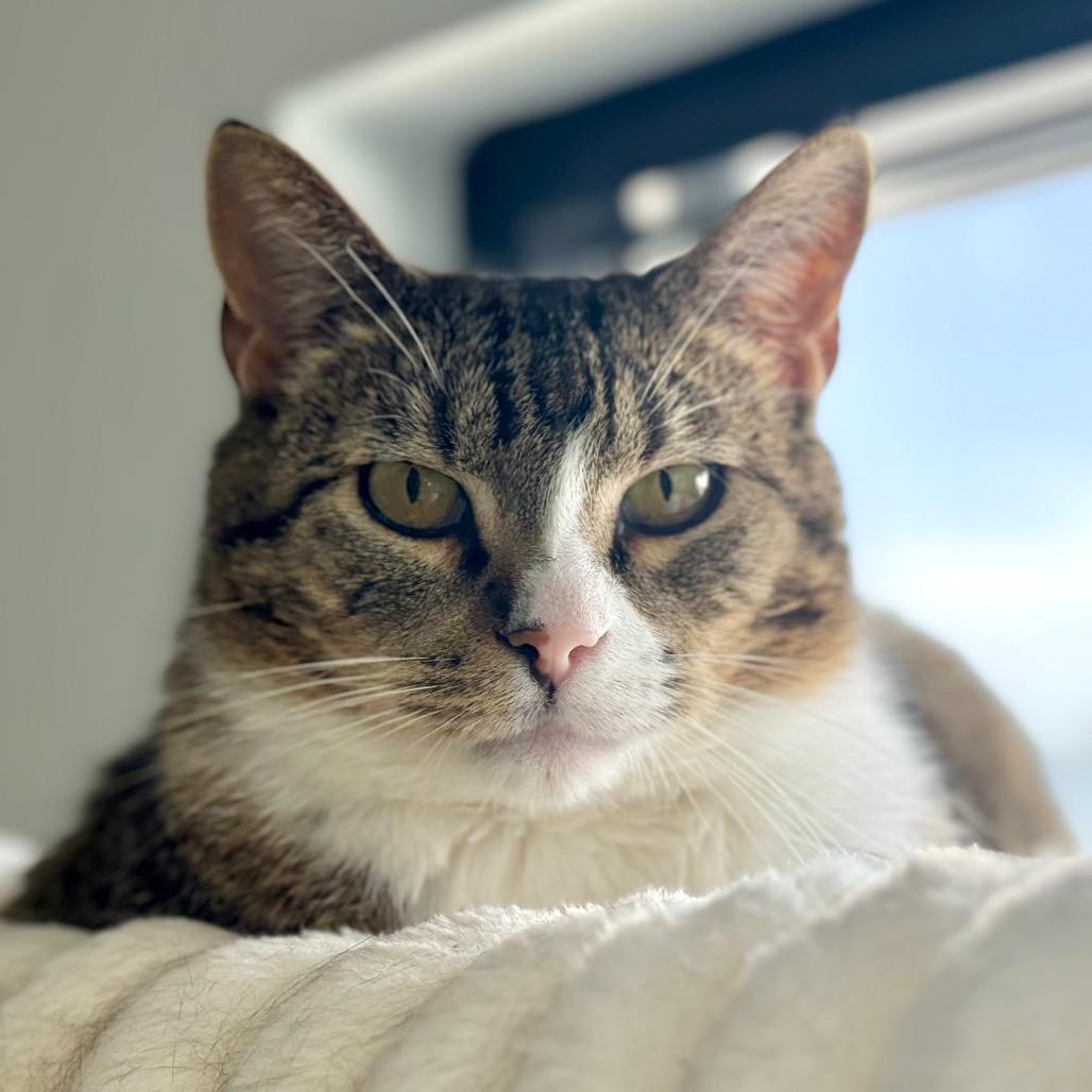Mr.Socks, a Adoptable Domestic Short Hair in Idaho Falls, ID image 1/6