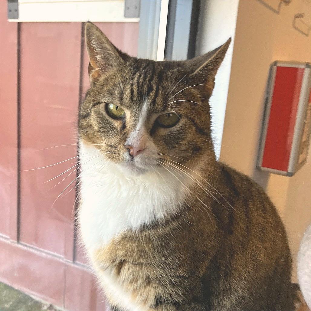 Mr.Socks, a Adoptable Domestic Short Hair in Idaho Falls, ID image 2/6