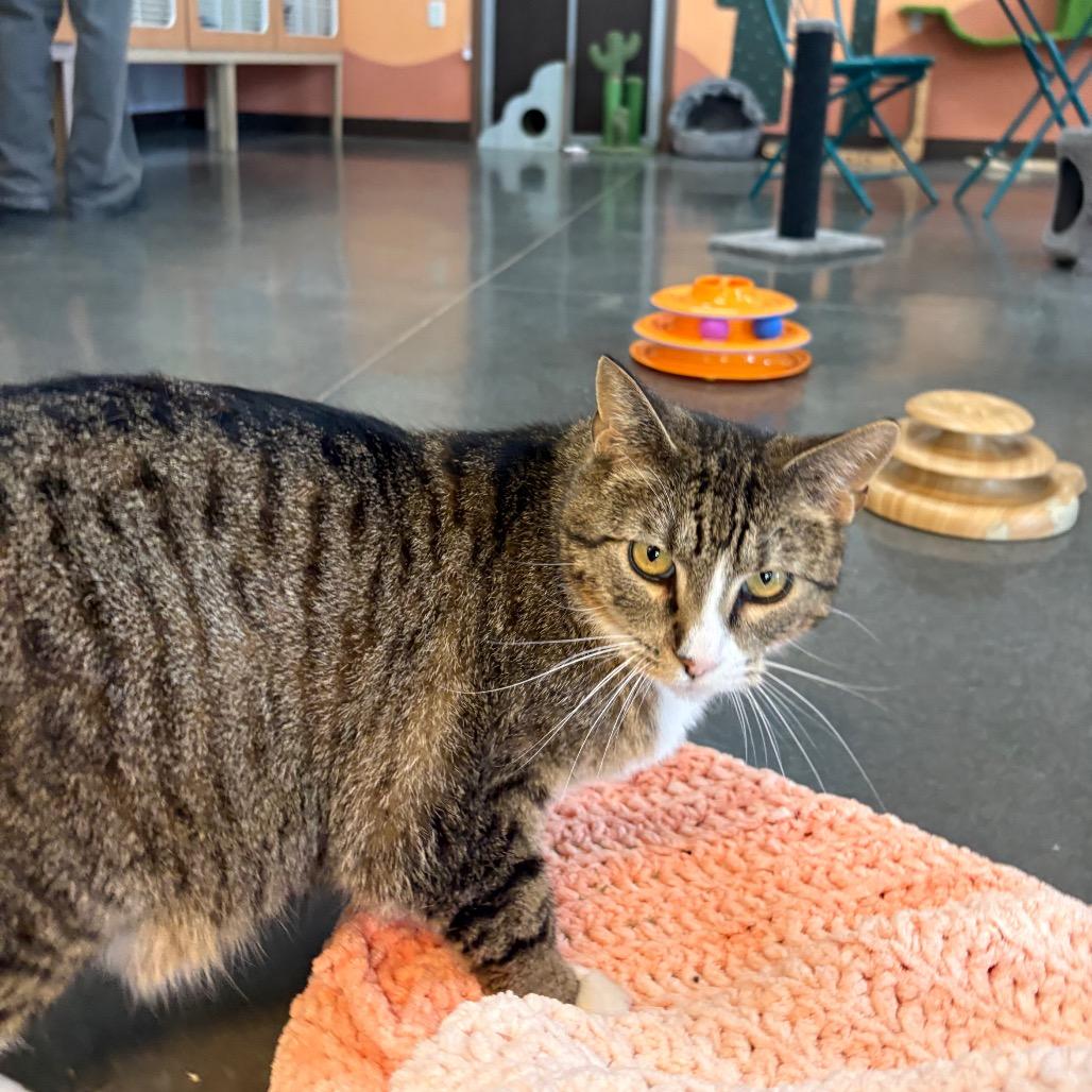 Mr.Socks, a Adoptable Domestic Short Hair in Idaho Falls, ID image 3/6