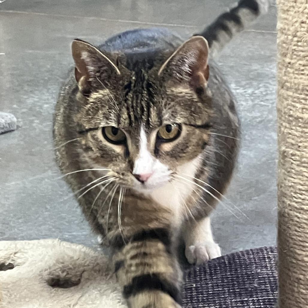 Mr.Socks, a Adoptable Domestic Short Hair in Idaho Falls, ID image 2/3