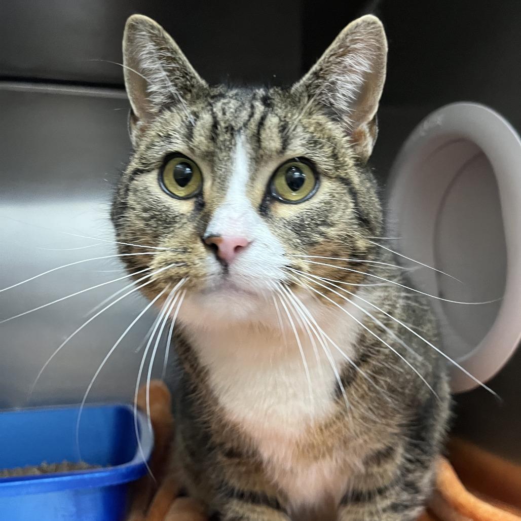 Mr.Socks, a Adoptable Domestic Short Hair in Idaho Falls, ID image 3/3