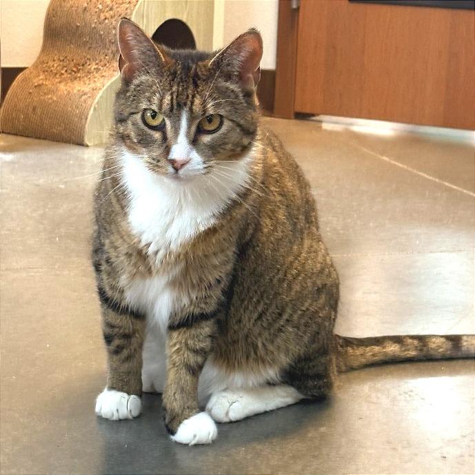 Mr.Socks, a Adoptable Domestic Short Hair in Idaho Falls, ID image 6/6