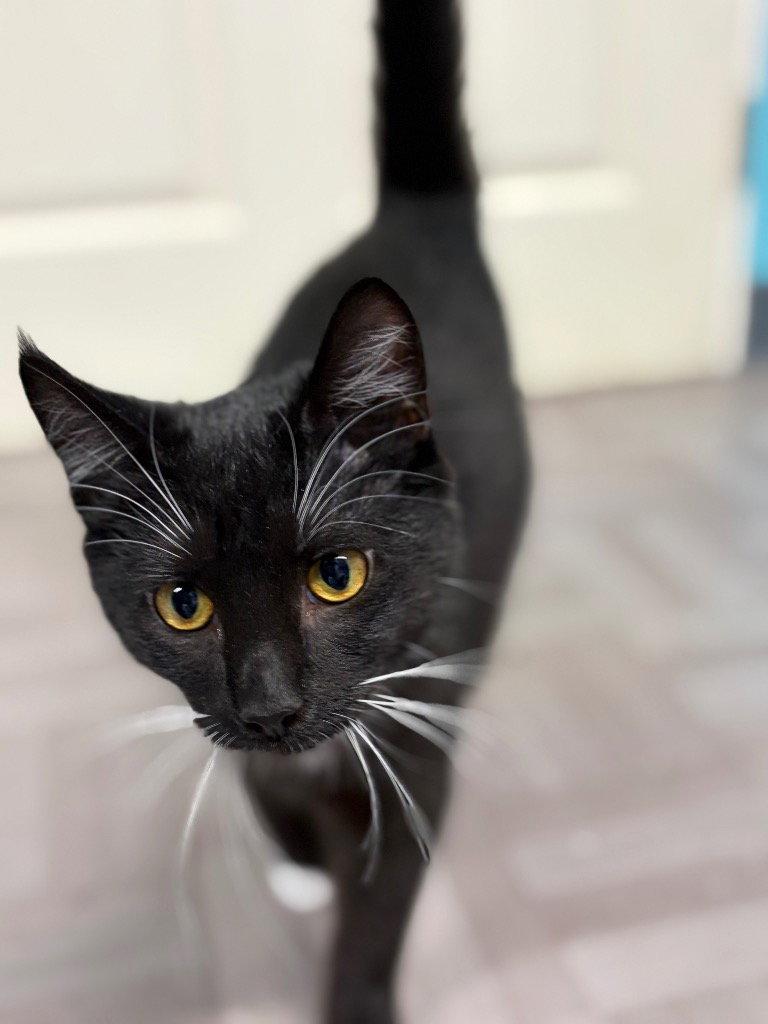 Enlarge Xena, a Adoptable Domestic Short Hair in Battle Ground, WA image 3/3