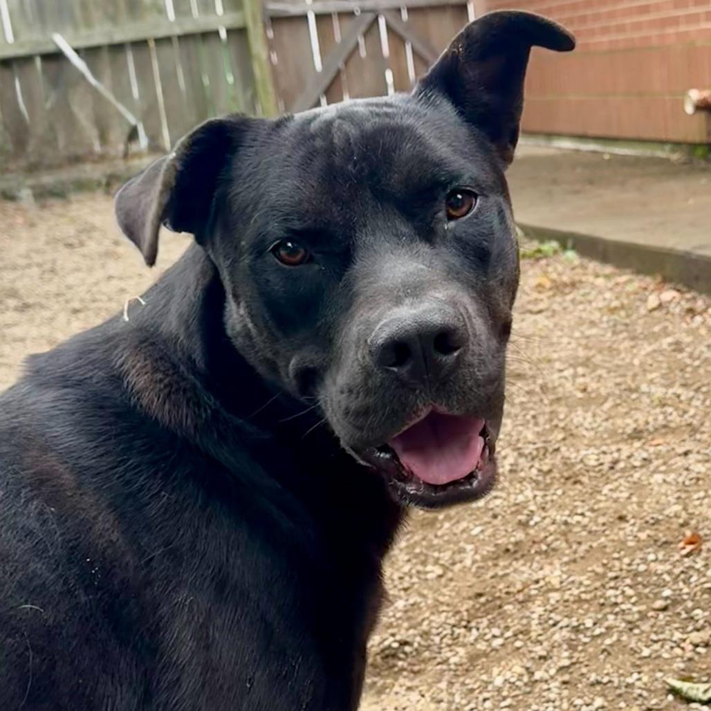 Bret, Adoptable, Young Male Rottweiler & Terrier.