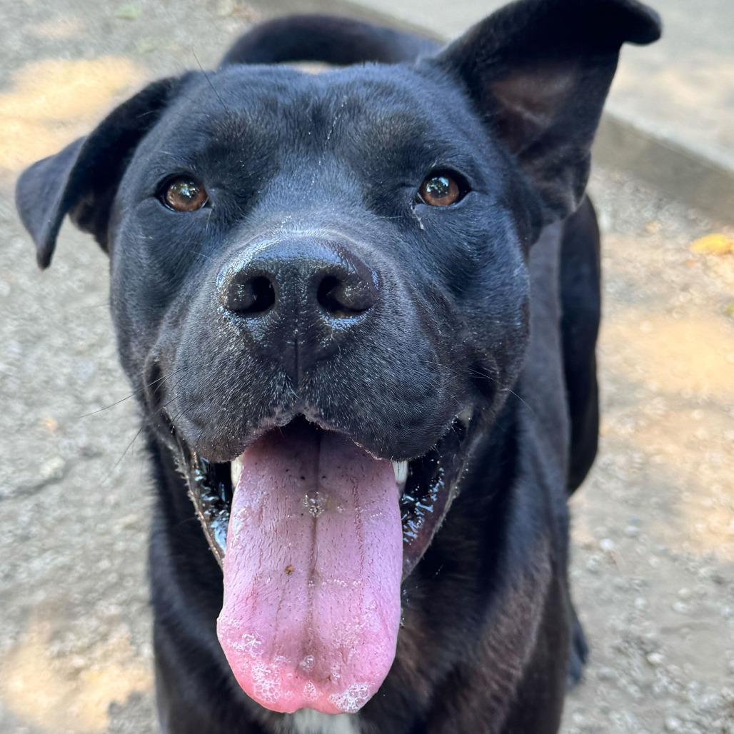 Bret, Adoptable, Young Male Terrier & Black Labrador Retriever.