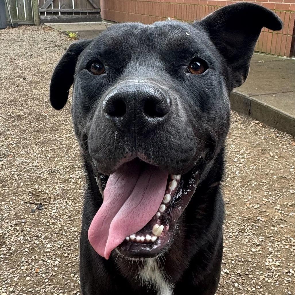 Enlarge Bret, a Adoptable mixed breed in Dayton, OH image 2/6