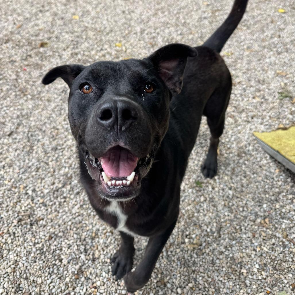 Enlarge Bret, a Adoptable mixed breed in Dayton, OH image 3/6