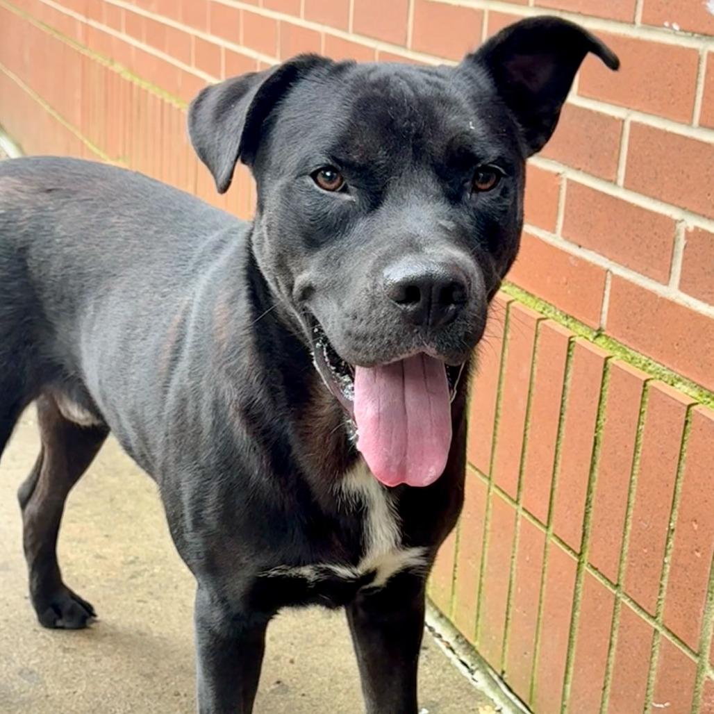 Enlarge Bret, a Adoptable mixed breed in Dayton, OH image 4/6