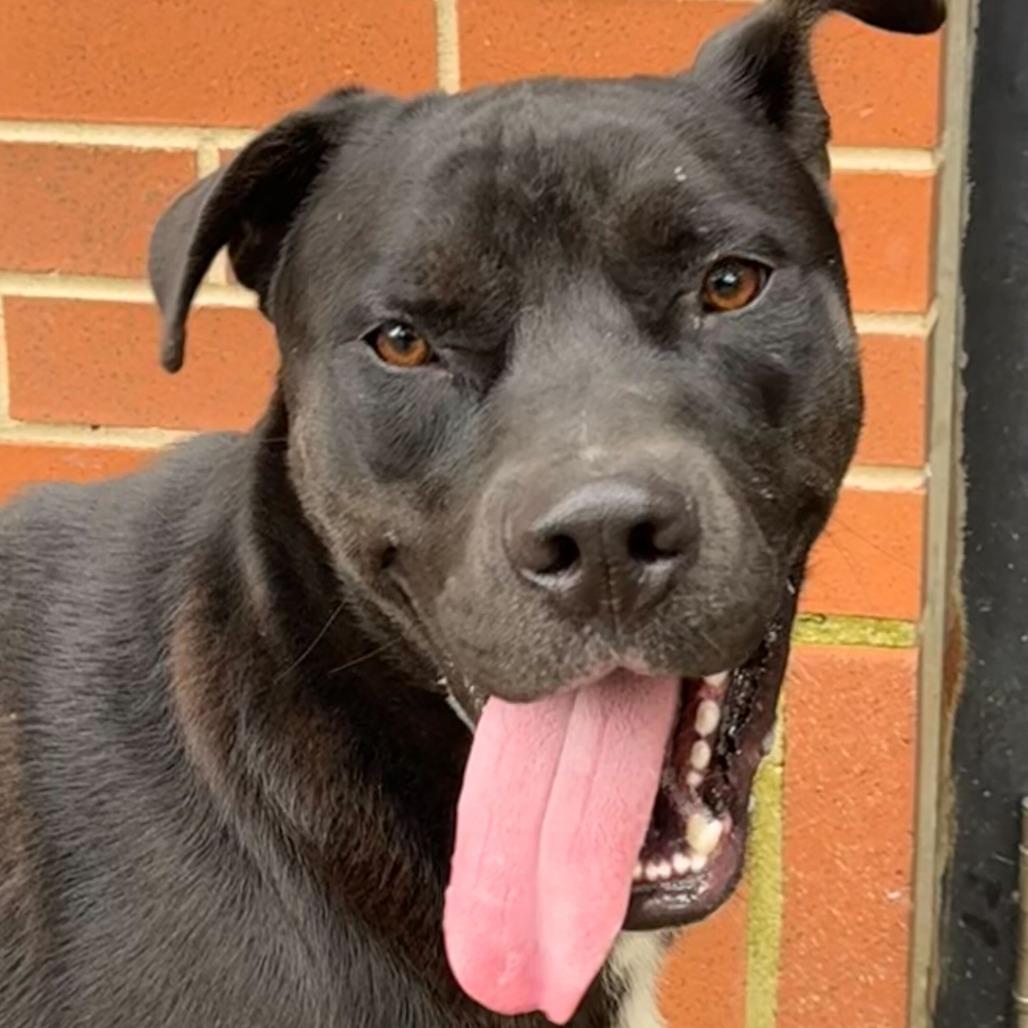 Enlarge Bret, a Adoptable mixed breed in Dayton, OH image 6/6