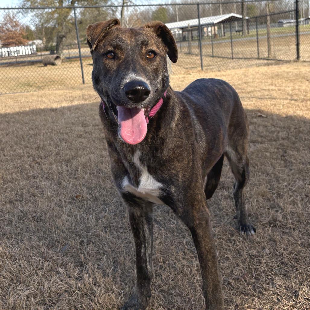 Padme, Adoptable, Young Female German Shepherd Dog.