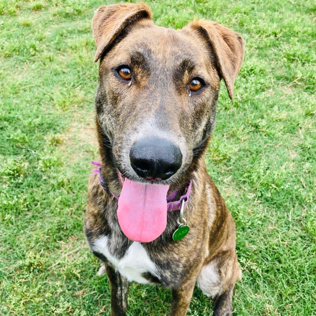 Enlarge Padme, a Adoptable mixed breed in Cabot, AR image 2/5