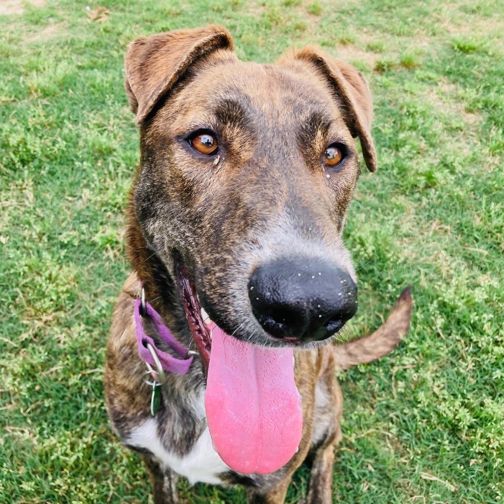 Enlarge Padme, a Adoptable mixed breed in Cabot, AR image 3/5