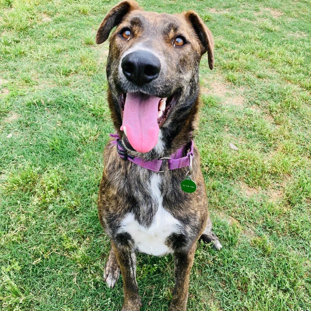 Enlarge Padme, a Adoptable mixed breed in Cabot, AR image 4/5
