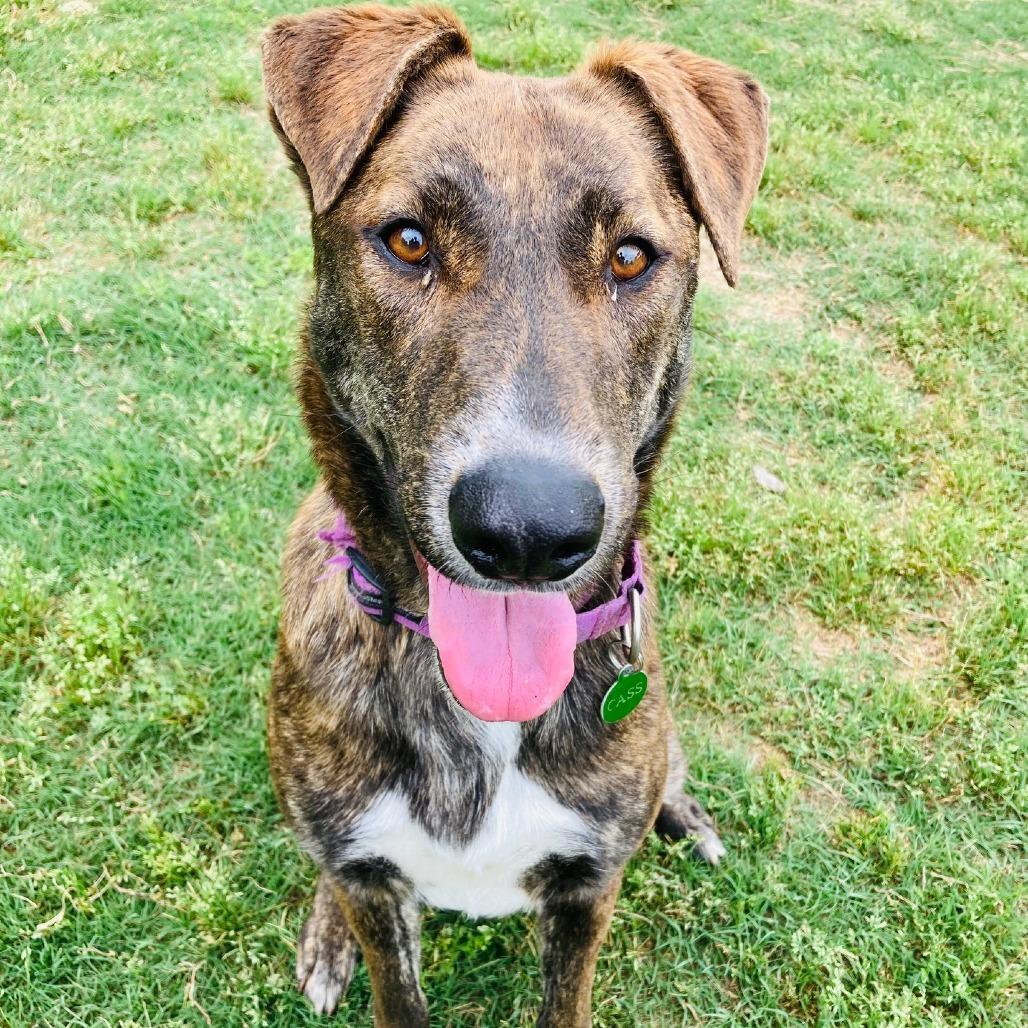 Enlarge Padme, a Adoptable mixed breed in Cabot, AR image 5/5