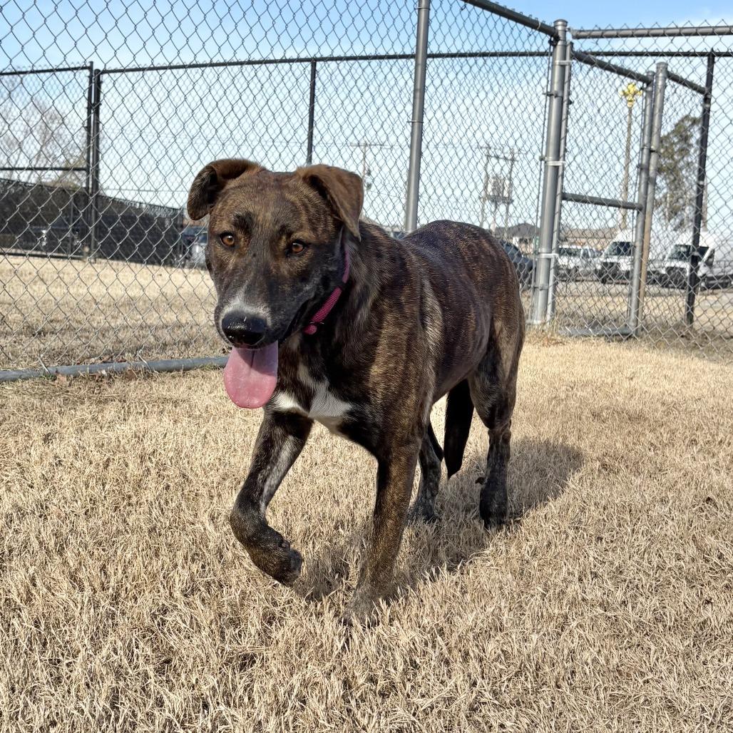 Padme, a Adoptable mixed breed in Cabot, AR image 2/2
