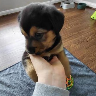 Enlarge Lola, an adopted mixed breed in Renton, WA image 5/6