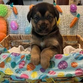 Enlarge Lola, an adopted mixed breed in Renton, WA image 2/6