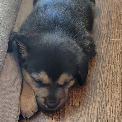 Enlarge Lola, an adopted mixed breed in Renton, WA image 3/6