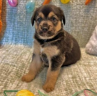 Enlarge Lola, an adopted mixed breed in Renton, WA image 4/6