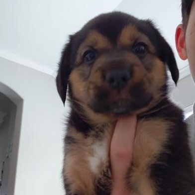 Enlarge Lola, an adopted mixed breed in Renton, WA image 1/6