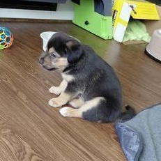 Enlarge Lola, an adopted mixed breed in Renton, WA image 6/6