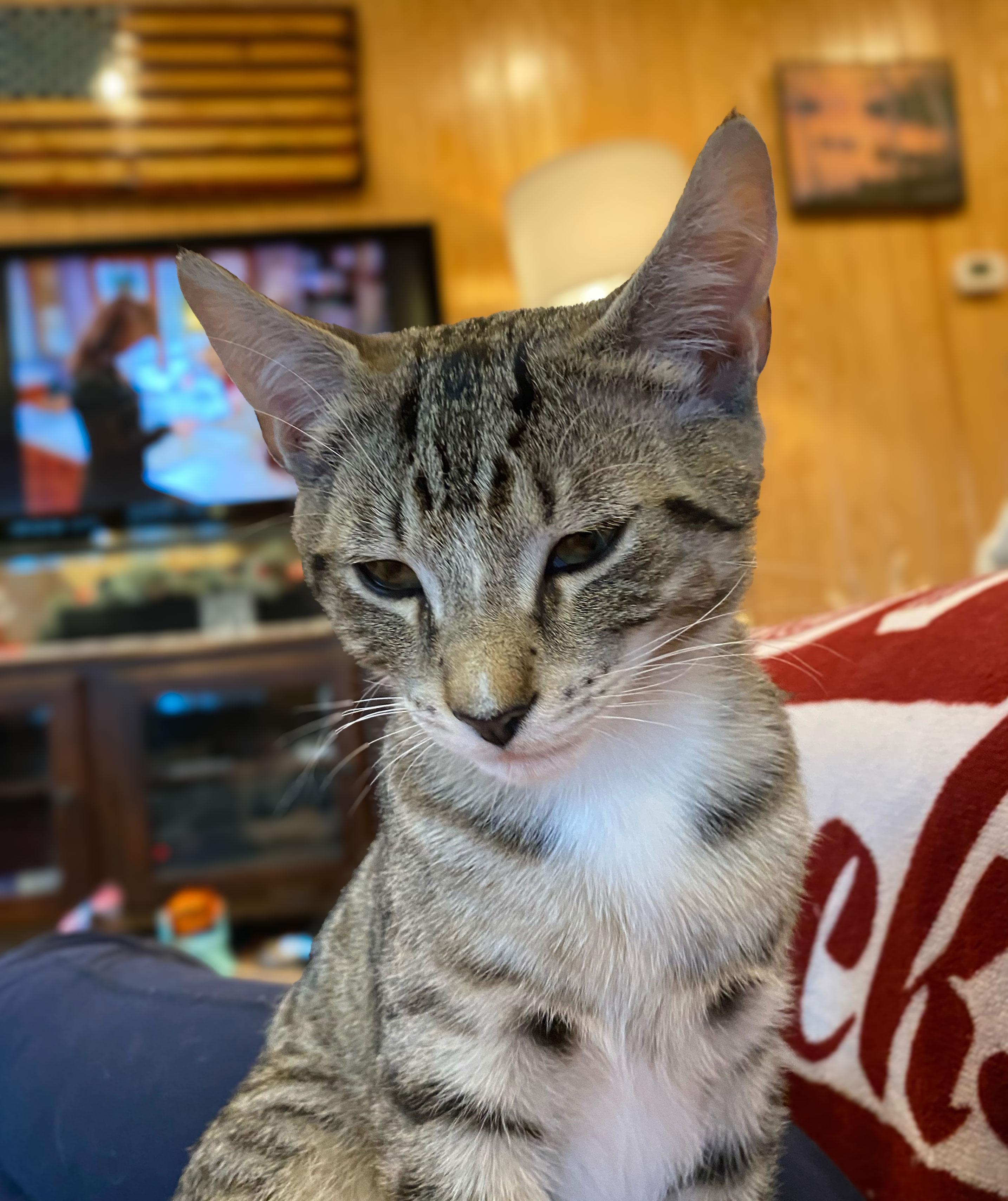 Chesnut ( and Ollie) — thumbnail 4