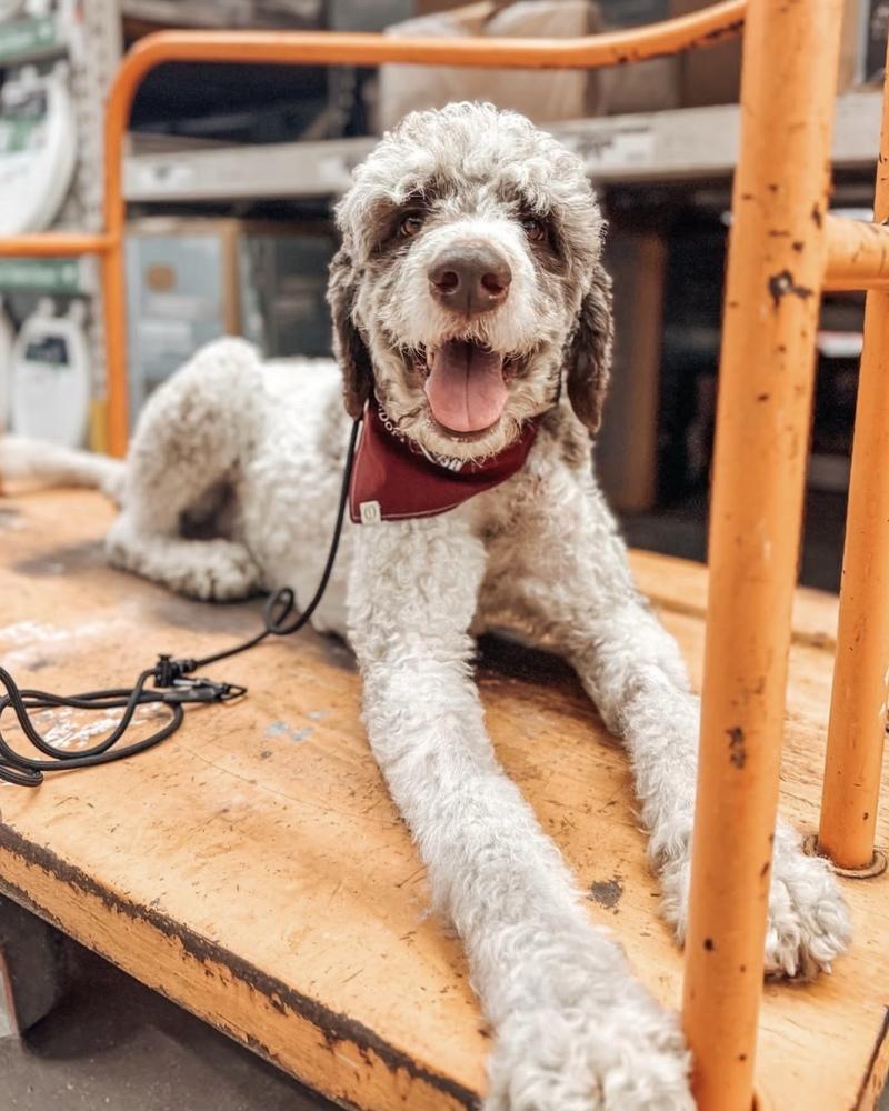 Enlarge Jeff, a Adoptable Poodle in Orlando, FL image 1/6