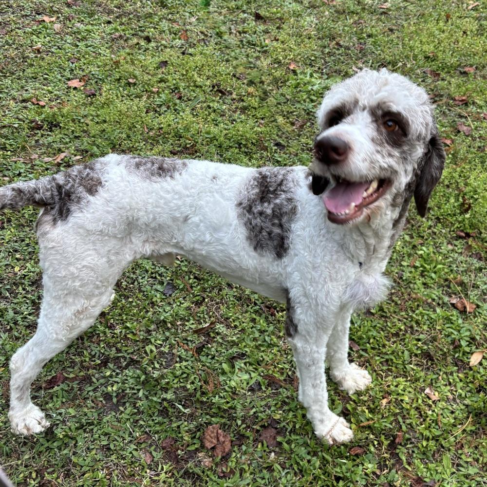 Enlarge Jeff, a Adoptable Poodle in Orlando, FL image 4/6