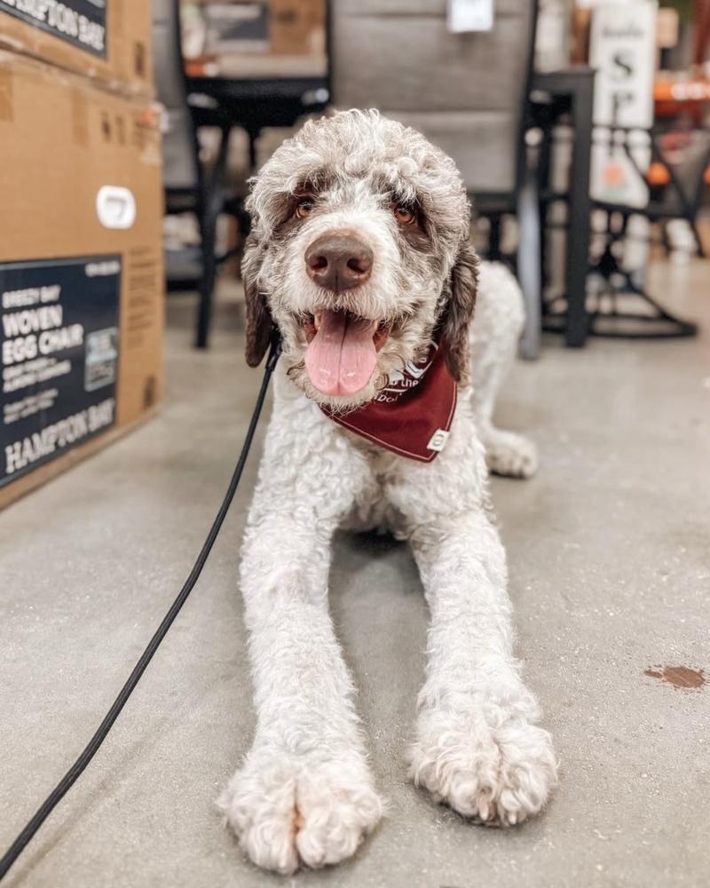 Enlarge Jeff, a Adoptable Poodle in Orlando, FL image 6/6