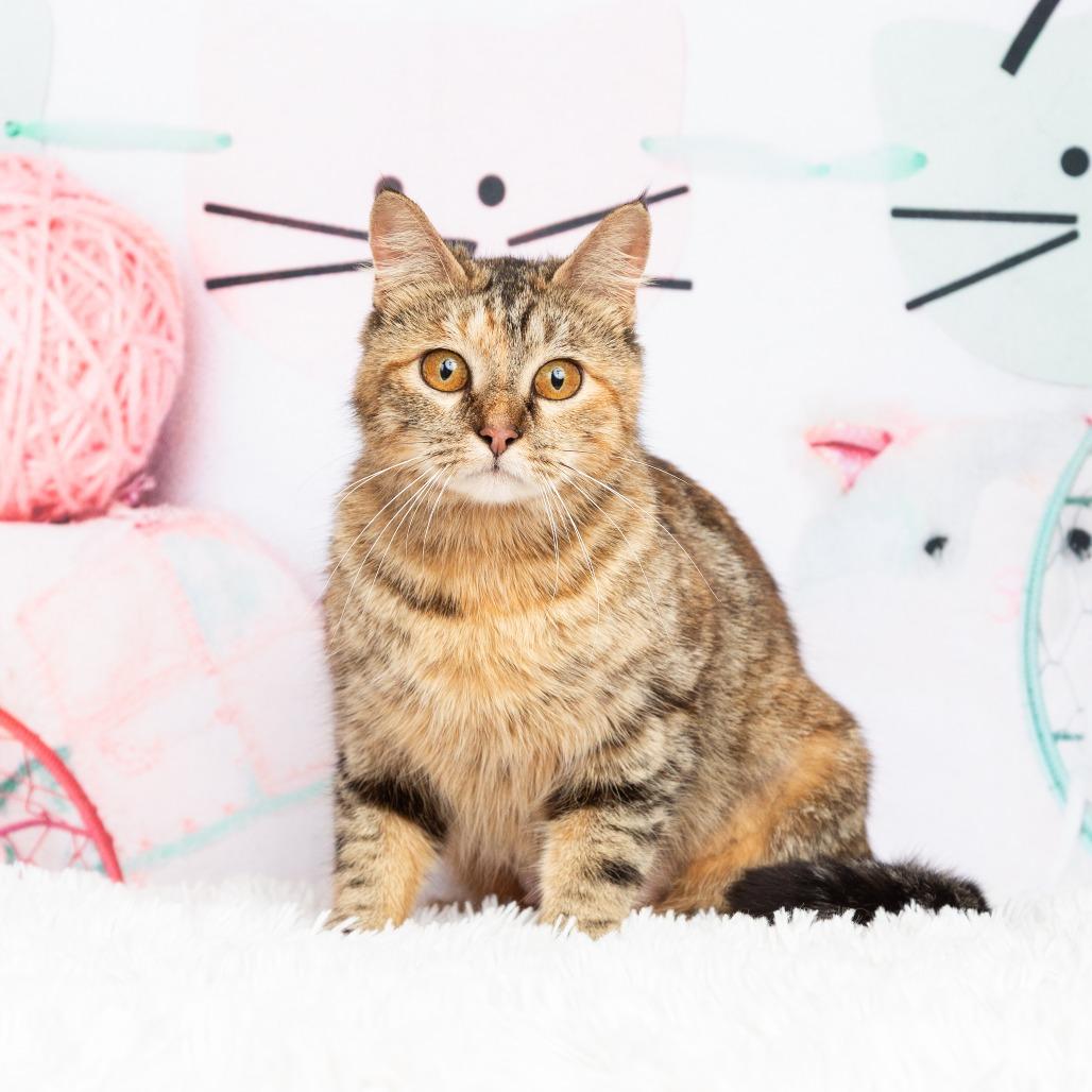 Enlarge Sasha, a Adoptable Domestic Short Hair in Flower Mound, TX image 1/6