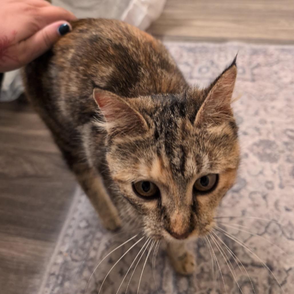Enlarge Sasha, a Adoptable Domestic Short Hair in Flower Mound, TX image 2/6