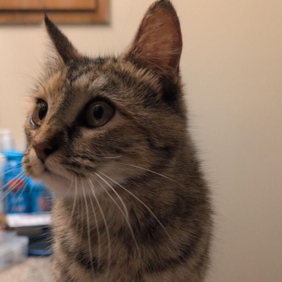 Enlarge Sasha, a Adoptable Domestic Short Hair in Flower Mound, TX image 3/6