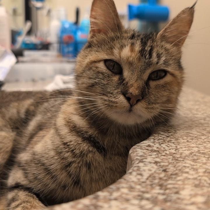 Enlarge Sasha, a Adoptable Domestic Short Hair in Flower Mound, TX image 4/6