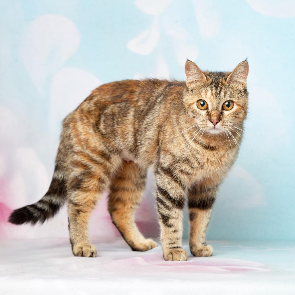 Enlarge Sasha, a Adoptable Domestic Short Hair in Flower Mound, TX image 5/6