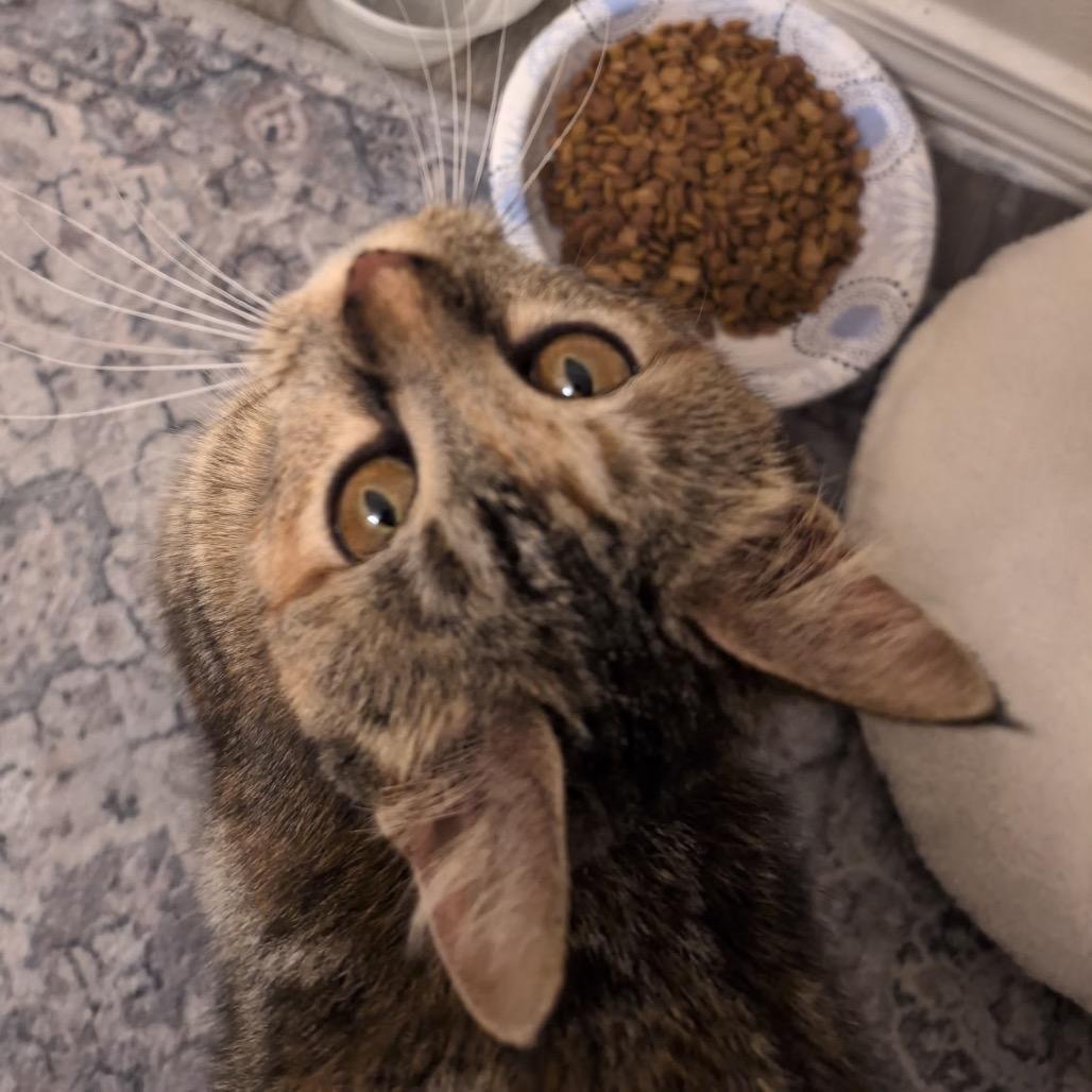 Enlarge Sasha, a Adoptable Domestic Short Hair in Flower Mound, TX image 6/6