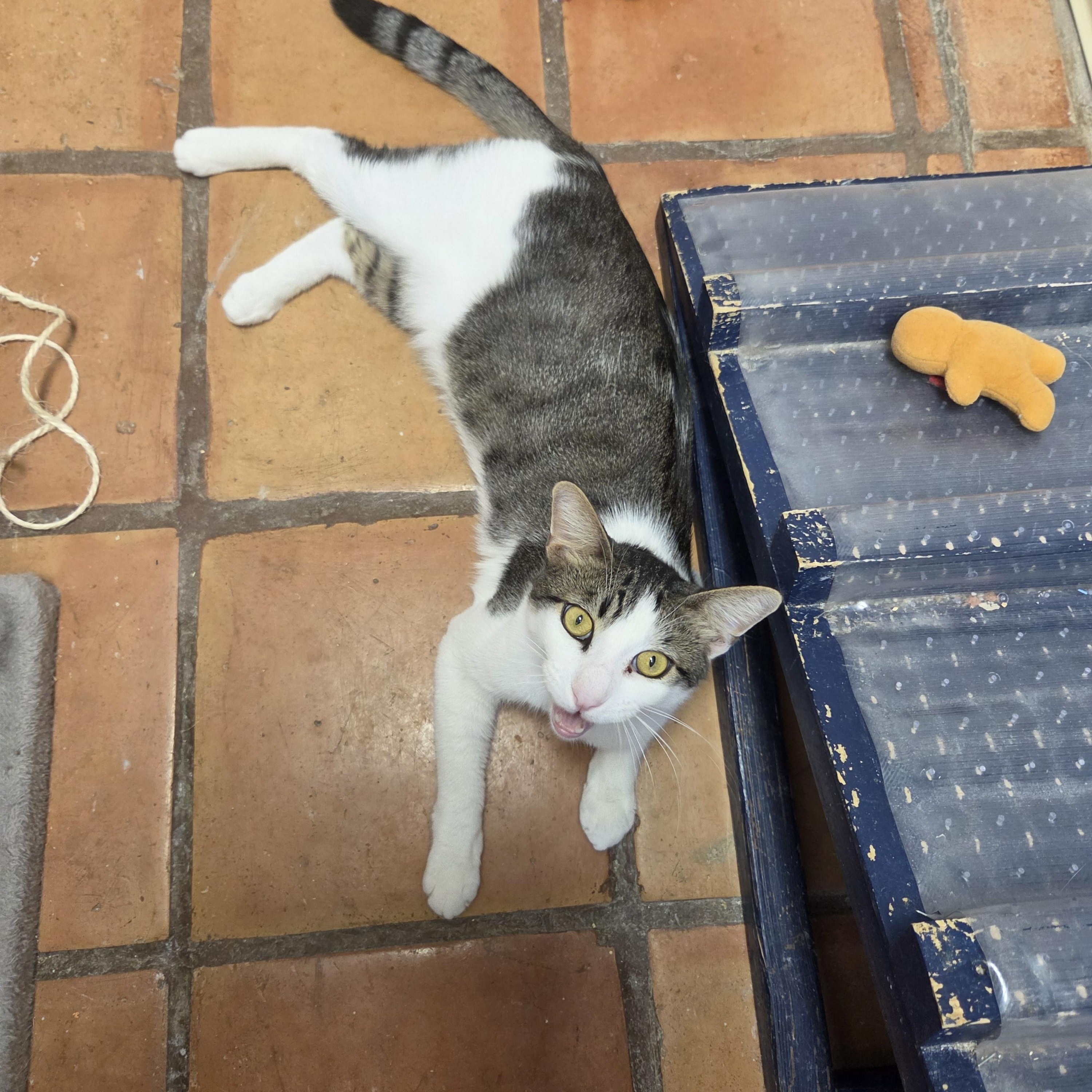 Enlarge Rocky, a ADOPTABLE Domestic Short Hair in Yarnell, AZ image 2/3