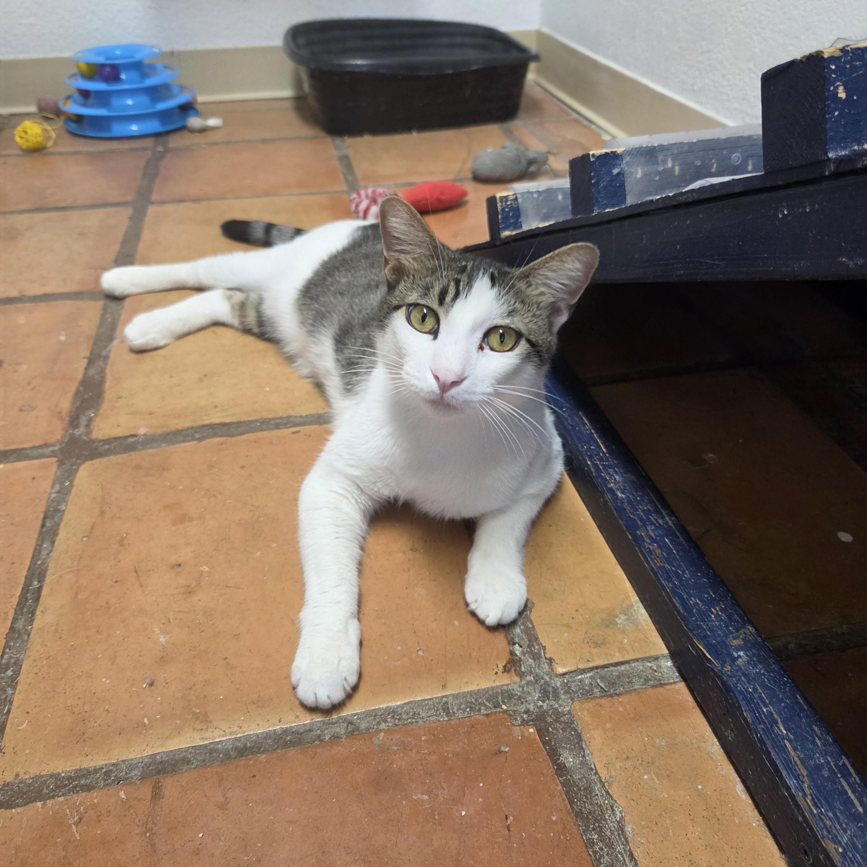 Enlarge Rocky, a ADOPTABLE Domestic Short Hair in Yarnell, AZ image 3/3