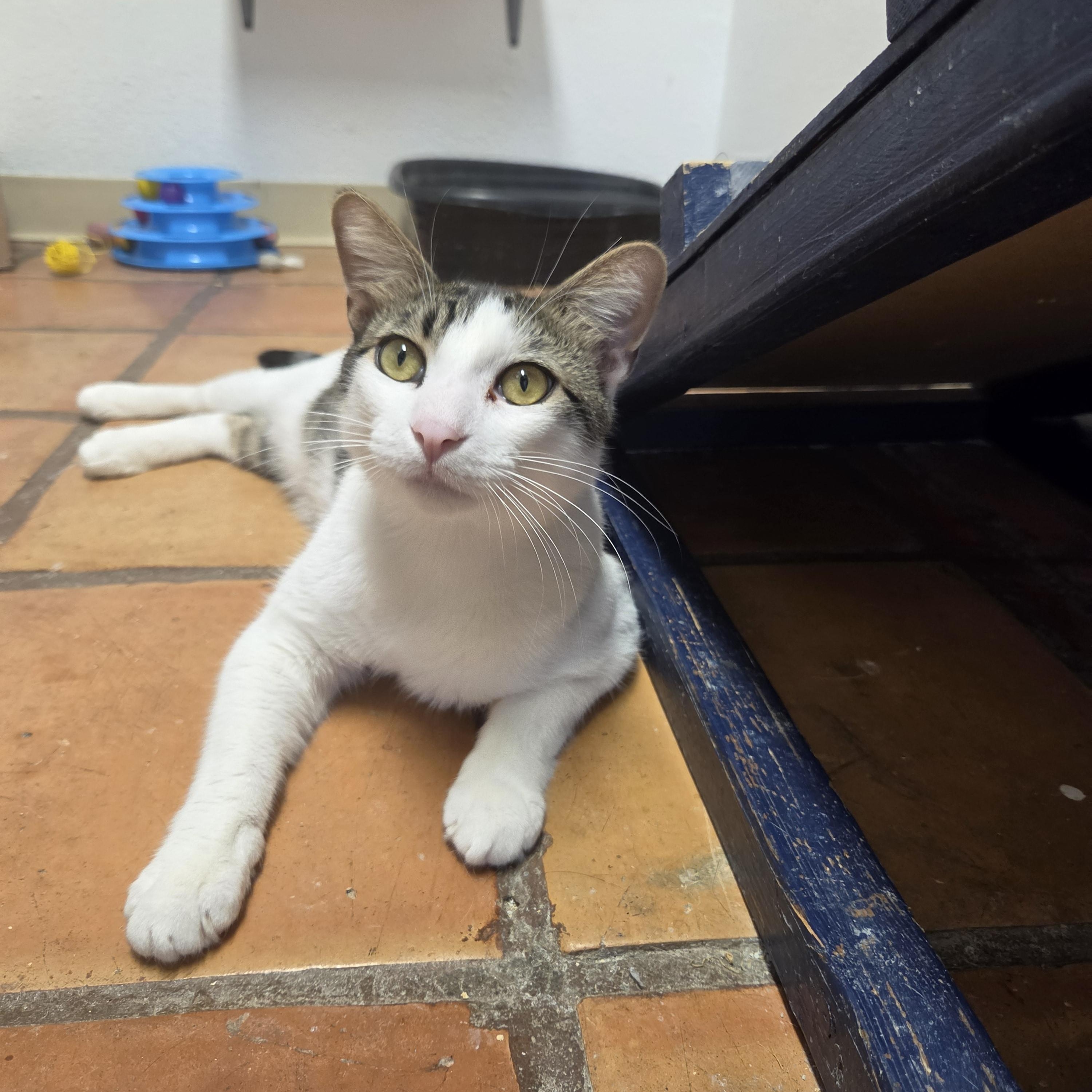 Rocky, ADOPTABLE, Young Male Domestic Short Hair.